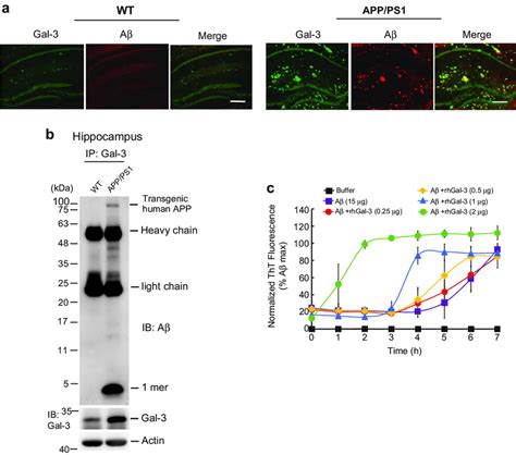 Galectin 3 associates with Aβ and interacts with Aβ a Download