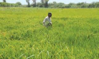 Bumper Crop Of Rice Expected In Sindh Newspaper Dawn