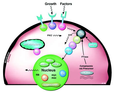 Mechanism Based Target Identification And Drug Discovery In Cancer