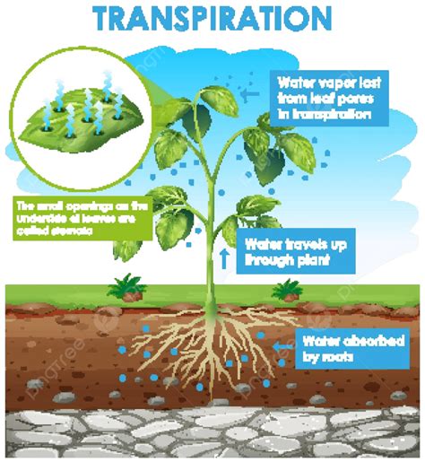 Diagram Showing Transpiration In Plant Biological Outside Plants Vector, Biological, Outside ...