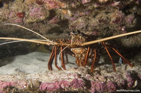 Panulirus cygnus - Western rock lobster | Reef Life Survey