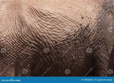 Skin Pattern of African Elephant Stock Photo - Image of elephant, heavy: 189850658