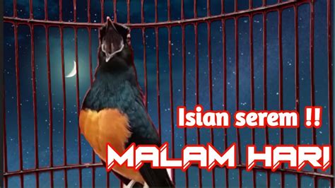 Pancingan Murai Batu Gacor Materi Mewah Malam Hari Sekali Putar Ampuh