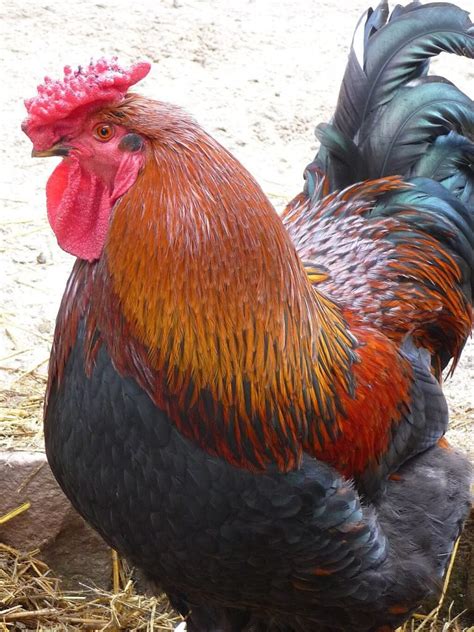 Naked Neck Chicken Breed History Characteristics Temperament Comb Type Grow Chicken