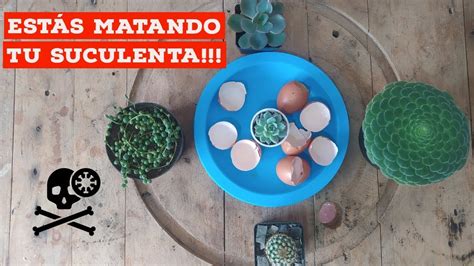 Estos Abonos Caseros Matan A Tus Plantas Sucuplus Youtube