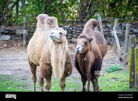 Bactrian Camel Camelus Dromedary Hi Res Stock Photography And Images