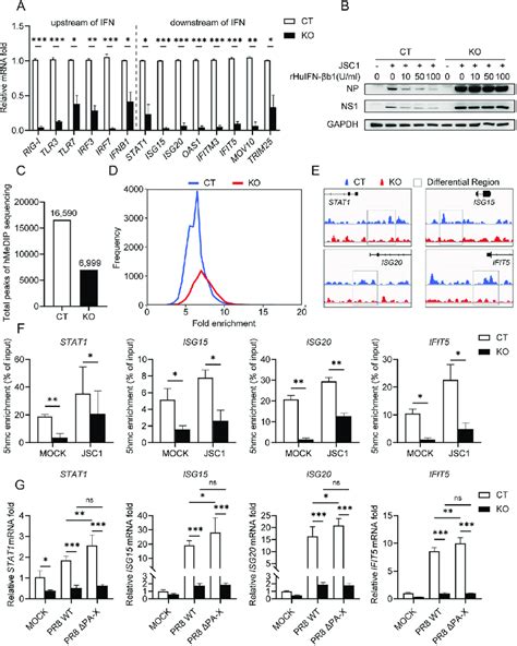 Tet Deletion Attenuates The Demethylation And Transcription Of Stat