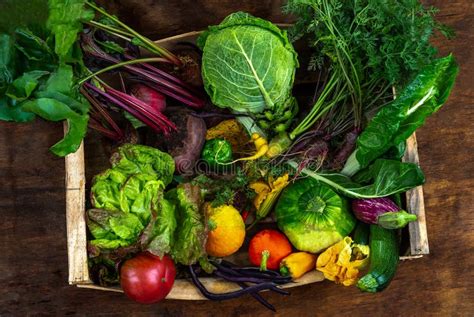 Seasonal Basket Of Fresh Organic Vegetables Stock Image Image Of