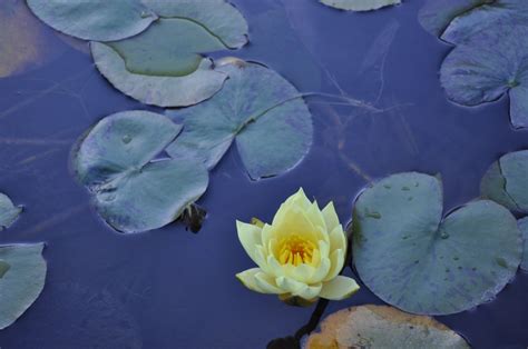 Free Images Nature Leaf Flower Petal Pond Green Biology Botany