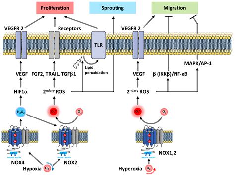 Antioxidants Free Full Text Nadph Oxidases Nox An Overview From Discovery Molecular