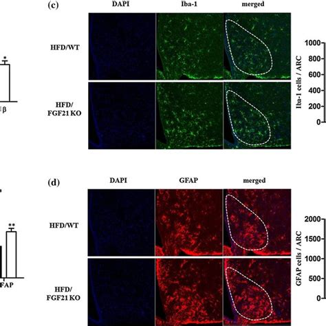 Effect Of FGF21 Deficiency On Inflammatory Response In The Hypothalamus