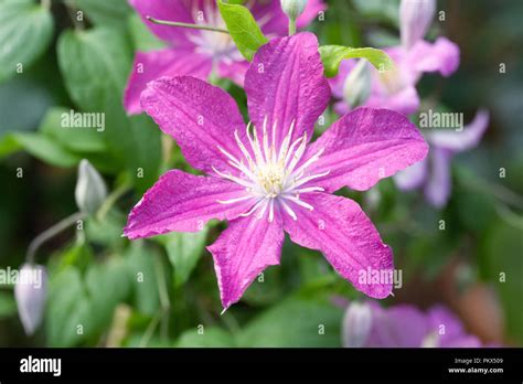 Clematis Remembrance Hi Res Stock Photography And Images Alamy