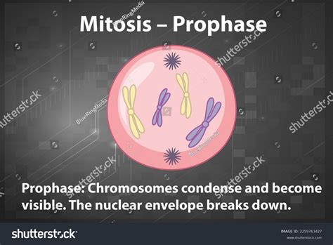 Process Mitosis Prophase Explanations Illustration Stock Vector