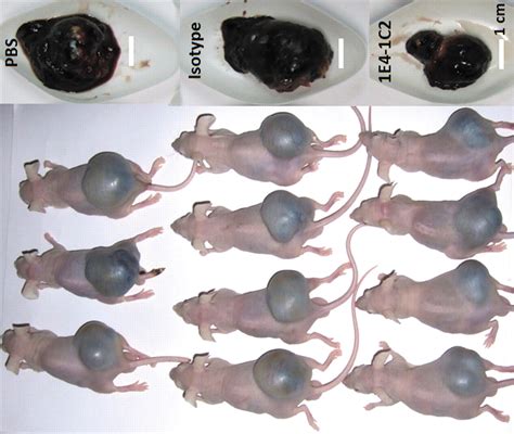 Inhibition Of Human Tumor Xenograft Growth In Nude Mice By A Novel