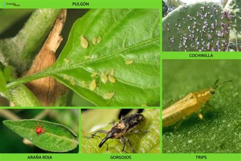 ℹ Plagas y enfermedades de las plantas