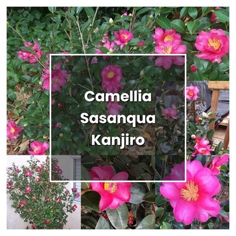 How to Grow Camellia Sasanqua Kanjiro - Plant Care & Tips | NorwichGardener