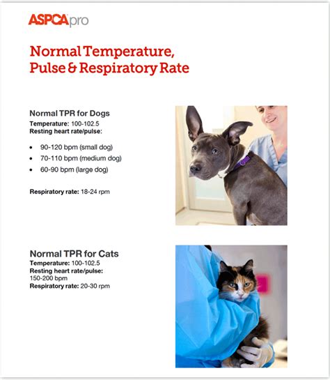 Download Our Free Poster Showing The Normal Temperature Pulse And