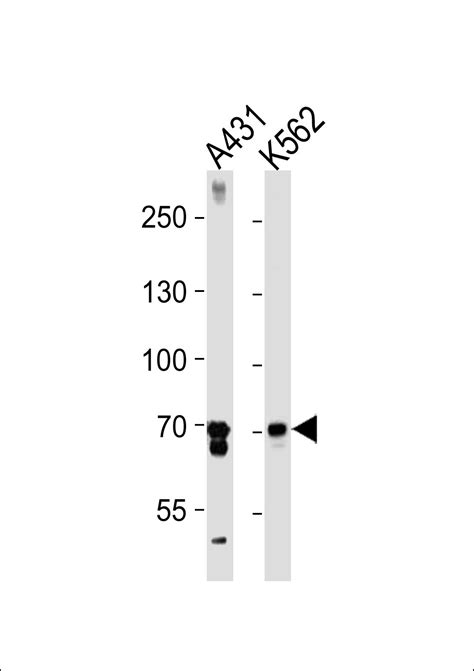 ptgs antibody cat    prosci