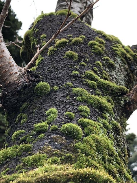 Green Moss On A Tree Trunk Stock Photo Image Of Green 27150928