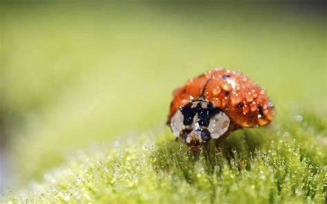 Ladybug Super Macro Mac Wallpaper Download Allmacwallpaper