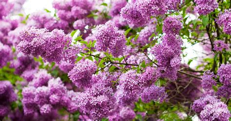 Pink Spring Flowering Shrub Identification Pretty In Pink 10 Shrubs