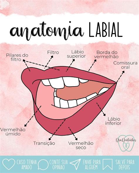 Dra Dentinhos On Instagram Anatomia Labial Dradentinhos