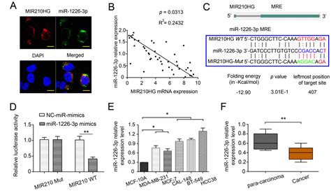 The Long Noncoding Rna Mir210hg Promotes Tumor Metastasis By Acting As