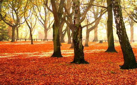 1920x1080 Resolution Bare Maple Trees With Dried Leaves On The Ground