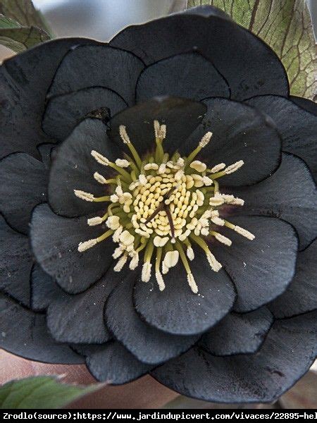 Ciemiernik Wschodni Anemone Black Niska Cena Na Allegro Pl