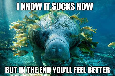 20 Calming Manatee Memes That Perfectly Describe Your Life Memes