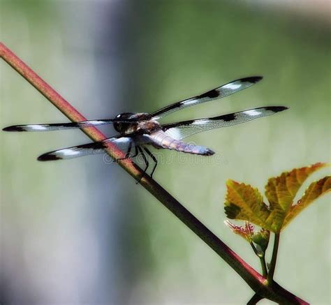 Dragonflies Stock Photos Download 5984 Royalty Free Photos