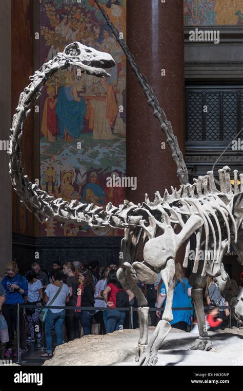 Hall De Entrada En El Museo Americano De Historia Natural Nueva York Fotografía De Stock Alamy