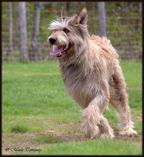 Igor Mâle Berger Picard Elevage La Picardie Herding Dogs Herding