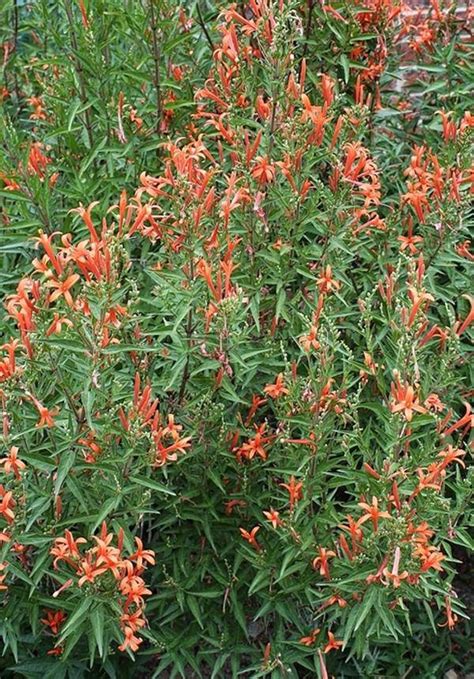 Flame Acanthus | Native Gardeners