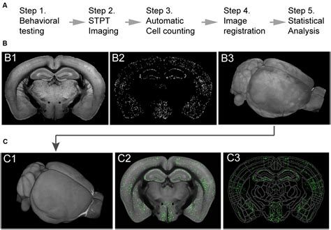 Frontiers Whole Brain Mapping Of Neuronal Activity In The Learned