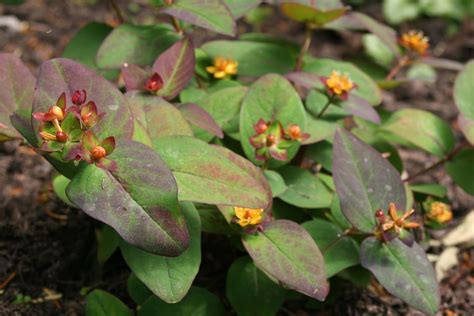 Plant Hypericum Androsaemum ‘albury Purple’ Plants Purple Garden