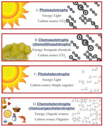 Chemoheterotrophs