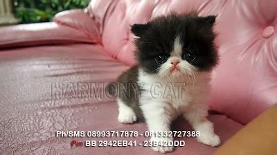 hamster  kucing persia murah surabaya kucing persia pesek peaknose