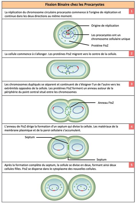 10 5 La division de la cellule procaryote Introduction à la biologie