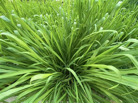 Napier Grass Pennisetum Purpureum Slender Green Leaves Used As Food For Ruminants Can Be Cut