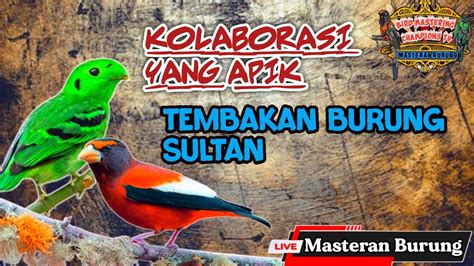 Masteran Burung Menyempurnakan Keterampilan Vokal Burung Dengan Suara