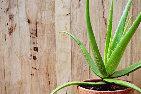 Aloe Vera How To Grow Repot More Plantura