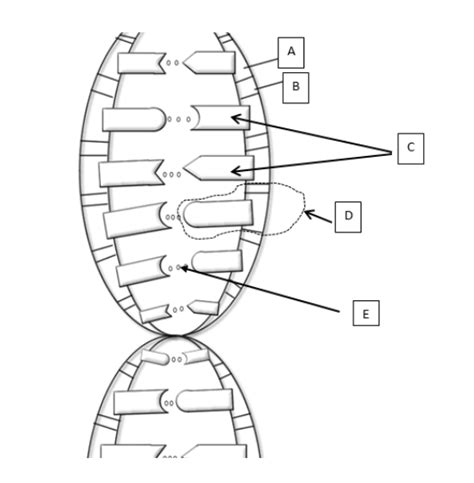 Dna Structure And Replication Diagram Quizlet