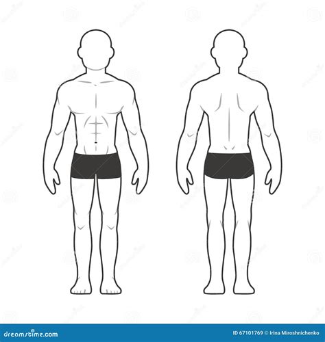 运动男性身体图 向量例证 插画 包括有 体形 形状 人力 理想 内衣 运动员 健身 人员 67101769