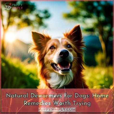 Natural Dewormers for Dogs: Home Remedies Worth Trying