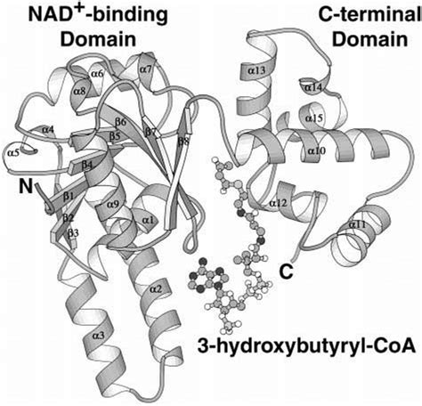 L 3 Hydroxyacyl Coa Dehydrogenase Complexed With The Substrate Download Scientific Diagram