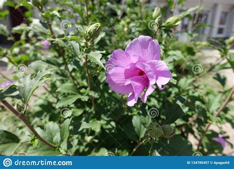 Flor Rosada De Apertura Del Syriacus Del Hibisco Imagen De Archivo