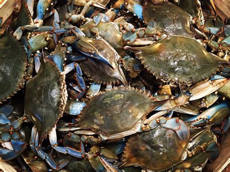 Where to Eat Crabs Closer to Home - Eater DC