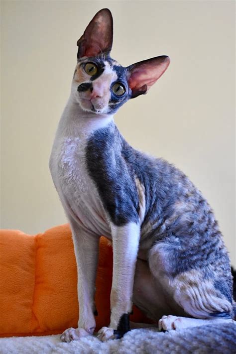 Breed History And Behavior Matjka Cornish Rex Cattery