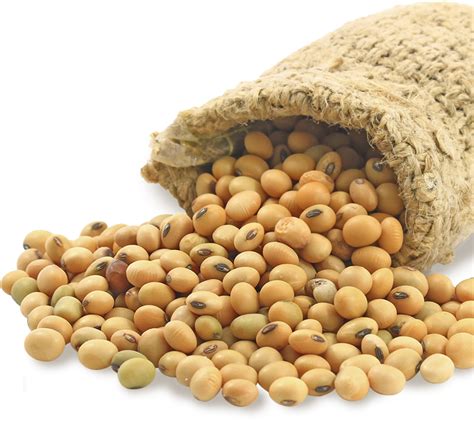 Soybeans PNG Pic - PNG Mart